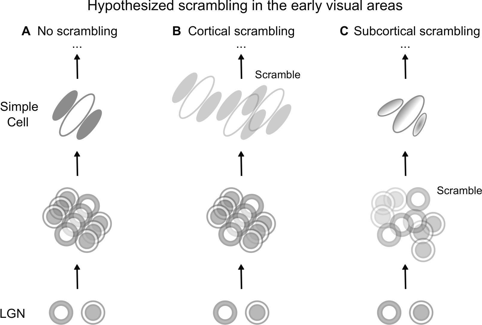 Identification of letters distorted by spatial scrambling